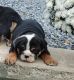 English Bulldog Puppies for sale in Morgantown, PA 19543, USA. price: $2,200