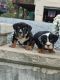 English Bulldog Puppies for sale in Morgantown, PA 19543, USA. price: $2,700