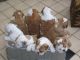English Bulldog Puppies for sale in Oklahoma City, OK 73112, USA. price: $300