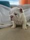 English Bulldog Puppies for sale in Royse City, TX, USA. price: $4,500