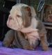 English Bulldog Puppies for sale in Spavinaw, OK 74366, USA. price: $2,000