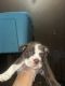 English Bulldog Puppies for sale in Meridian, MS 39301, USA. price: NA