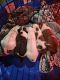 English Bulldog Puppies for sale in Trenton, SC 29847, USA. price: $650