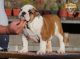 English Bulldog Puppies for sale in ST AUG BEACH, FL 32086, USA. price: $4,000