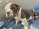 English Bulldog Puppies for sale in Carteret, NJ 07008, USA. price: $3,500