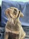 English Bulldog Puppies for sale in SUNNY ISL BCH, FL 33160, USA. price: $7,000