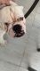 English Bulldog Puppies for sale in Fort Lauderdale, FL 33312, USA. price: $2,000
