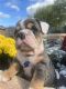 English Bulldog Puppies for sale in Houston, TX, USA. price: $3,000