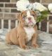 English Bulldog Puppies for sale in Piscataway, NJ 08854, USA. price: $1,200