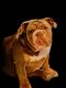 English Bulldog Puppies for sale in Sacramento, CA, USA. price: $3,000
