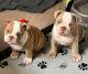 English Bulldog Puppies for sale in State Hwy 155, Palestine, TX, USA. price: NA