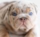 English Bulldog Puppies for sale in State Hwy 155, Palestine, TX, USA. price: $700
