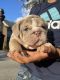 English Bulldog Puppies for sale in Loganville, GA 30052, USA. price: NA