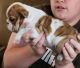 English Bulldog Puppies for sale in Indianapolis, IN, USA. price: $750