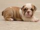 English Bulldog Puppies for sale in El Prado, NM 87529, USA. price: $500