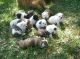 English Bulldog Puppies for sale in Reno, NV 89512, USA. price: $500