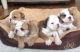 English Bulldog Puppies for sale in Worland, WY 82401, USA. price: $500
