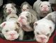 English Bulldog Puppies for sale in Los Angeles, CA, USA. price: $450