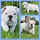 English Bulldog Puppies for sale in St. Petersburg, FL, USA. price: NA