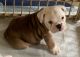 English Bulldog Puppies for sale in Minden, LA 71055, USA. price: $2,200