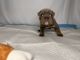 English Bulldog Puppies for sale in Fresno, CA, USA. price: $4,500