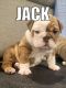 English Bulldog Puppies for sale in Holly Springs, NC 27540, USA. price: $4,500