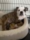 English Bulldog Puppies for sale in Cypress, TX, USA. price: $2,500