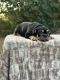English Bulldog Puppies for sale in Gulfport, MS, USA. price: $3,500