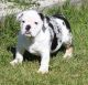 English Bulldog Puppies for sale in Marshfield, MO 65706, USA. price: $2,035