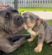 English Bulldog Puppies for sale in DeLand, FL, USA. price: $2,500
