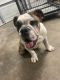 English Bulldog Puppies for sale in Midway City, CA, USA. price: $700