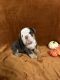 English Bulldog Puppies for sale in Casa Grande, AZ, USA. price: NA