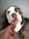 English Bulldog Puppies for sale in Boca Raton, FL, USA. price: $3,000