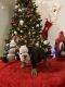 English Bulldog Puppies for sale in Casa Grande, AZ, USA. price: $2,500