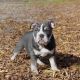 English Bulldog Puppies for sale in Fortuna, CA, USA. price: $6,500