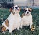 English Bulldog Puppies for sale in Denver, CO, USA. price: $3,900