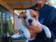 English Bulldog Puppies for sale in Eufaula, OK 74432, USA. price: NA