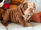 English Bulldog Puppies for sale in New York, New York. price: $650