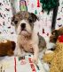 English Bulldog Puppies for sale in Bellevue, Washington. price: $4,700