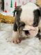English Bulldog Puppies for sale in Bellevue, Washington. price: $4,500