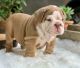 English Bulldog Puppies for sale in Philadelphia, Pennsylvania. price: $550