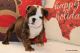 English Bulldog Puppies for sale in Allen, TX, USA. price: $3,000