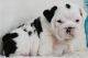 English Bulldog Puppies for sale in North Bergen, New Jersey. price: $400