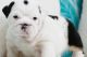 English Bulldog Puppies for sale in Schnecksville, Pennsylvania. price: $400