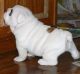English Bulldog Puppies for sale in California City, California. price: $500