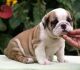English Bulldog Puppies for sale in California City, California. price: $500