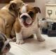 English Bulldog Puppies for sale in Dallas, Texas. price: $800