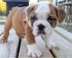 English Bulldog Puppies for sale in Miami, Florida. price: $500