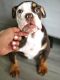 English Bulldog Puppies for sale in Boca Raton, FL, USA. price: $950