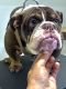 English Bulldog Puppies for sale in Boca Raton, FL, USA. price: $4,500